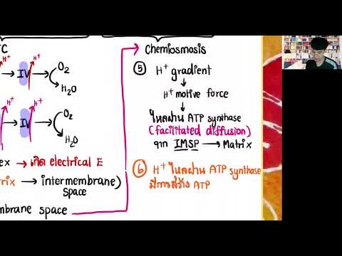 EP20แนวที่6เจาะลึกOxidativ EP16 แนวที่ 2 กลไก aerobic respiration ภาพรวม หน้า 4   10