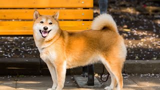 Tips for Keeping Your Shiba Inu Healthy and Free from Hip Dysplasia