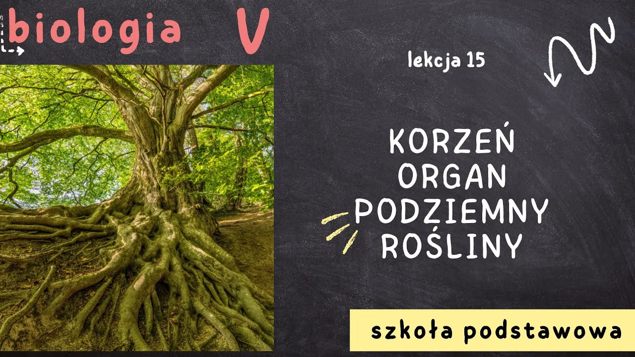 Biologia klasa 5 [Lekcja 15 - Korzeń, organ podziemny rośliny] - YouTube