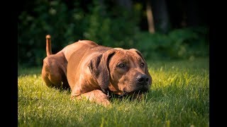 Why I Bring My Rhodesian Ridgebacks on Vacation