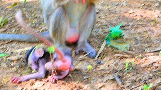 Cute Monkey Play Around Mom very happy