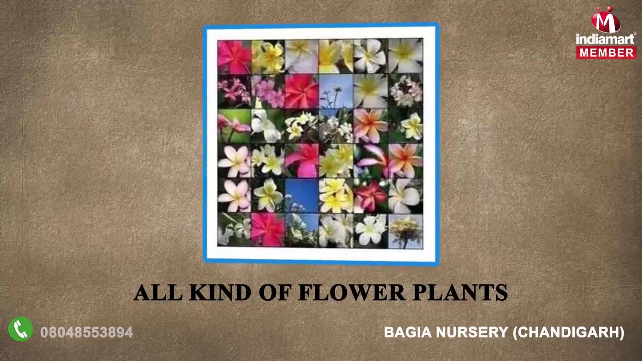 Pots & Shrub Plants By Bagia Nursery, Chandigarh YouTube
