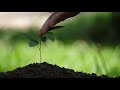 Hand Watering Young Plant Tree In Soil Free HD Video Clips Stock Video Footage At Videezy 