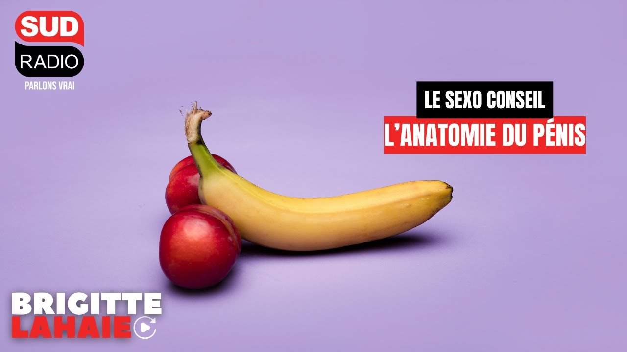Le sexo conseil - L'anatomie du pénis