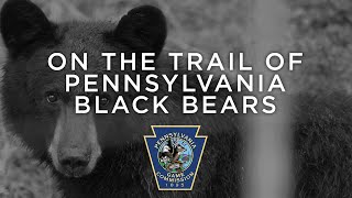 All about Pennsylvania's only bear species: The Black Bear