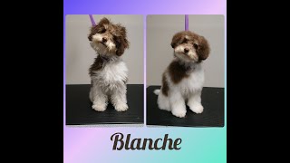 Cavoodle Pup  Blanche's Dog Grooming TransFurMation
