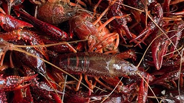 Miền quê Nhật Bản - Đi bắt tôm hùm đất #vlog #food #nhatban