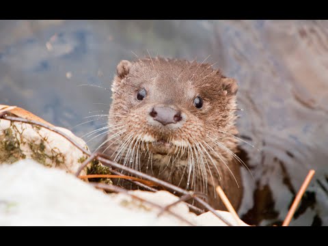 Video: Rivierotter: uiterlijk, gewoonten, leefgebied