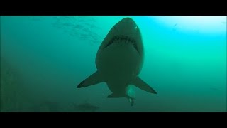Акулы в Тихом Океане: видео клип про акул на свободе. Песчаная акула в океане у берегов Австралии