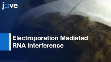 Electroporation-Mediated RNA Interference In Odonata | Protocol Preview