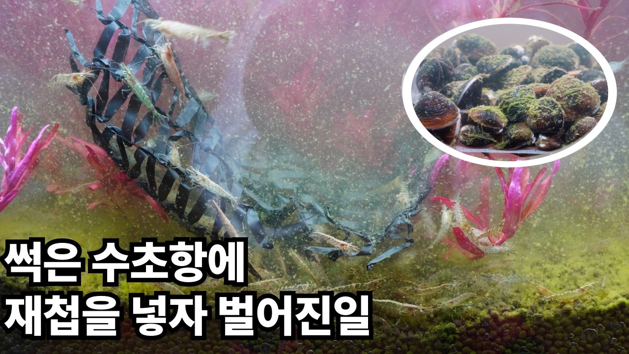썩은 어항에서 재첩과 새우2천마리가 만든 한달의 기적-aquatic plants