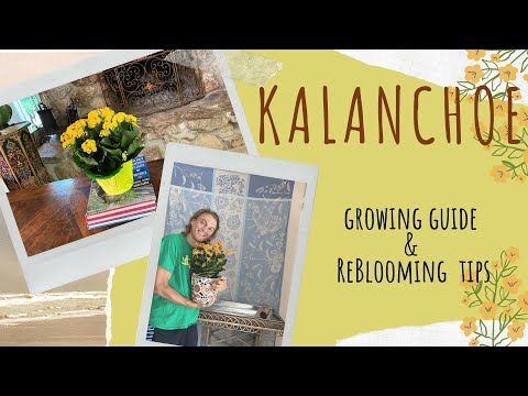 Video: Why Doesn't Kalanchoe Bloom?