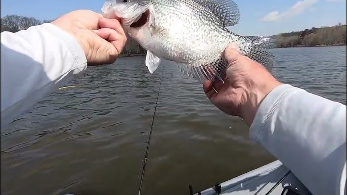 How to Fish a GO GO Minnow and Road Runner combo for Huge Crappie. 