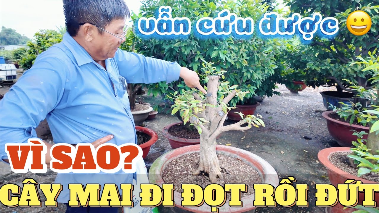Vì sao trồng phôi mai đi đọt nhưng vẫn bị tuột nhựa Út Đực phân tích nguyên nhân và cách cứu mai suy