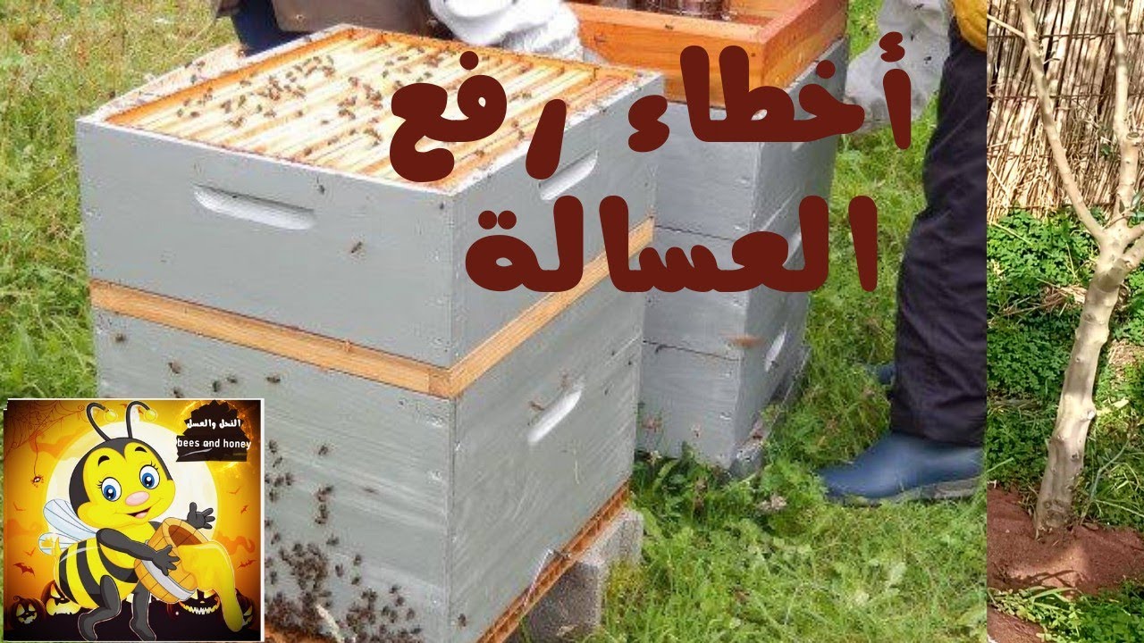 الاخطاء التي يقع فيها النحال عند رفع العسالة@beesandhoney