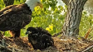 Decorah Eagles. HM & HD on a nearby branch. HM visits DH2 on the nest twice - explore.org 05-19-2023