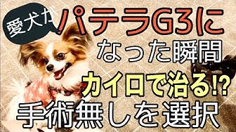 パテラ Youtube