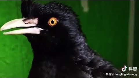 Thumbnail of a bird singing in Chinese （训练中）