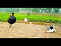 New Top Funny Comedy Video Try Not To Laugh