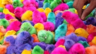 САМЫЕ удивительные живые крашеные цыплята! - Live chickens dyed САМЫЕ удивительные живые крашеные цыплята! - Live chickens dyed