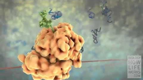 Resources in How Life Works 2e LaunchPad