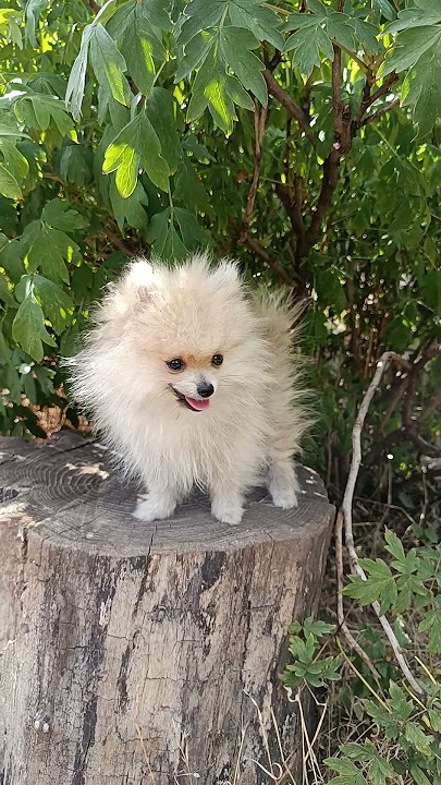 Progeny of Funtik and Jumpy. D.O.B 2025 4  months