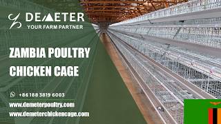 Celebrity 5,000 Layer Chicken Auto Battery Cage System for Poultry Farms in Lusaka, Zambia New Project 2026 Net Worth