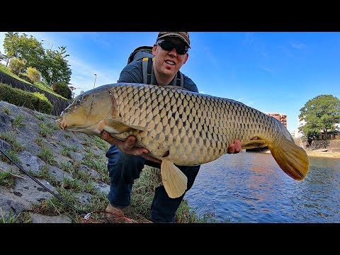 How to catch carp with BREAD! - Surface fishing for carp in Kyoto Japan. 