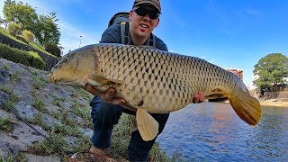 How to catch carp with BREAD! - Surface fishing for carp in Kyoto Japan.