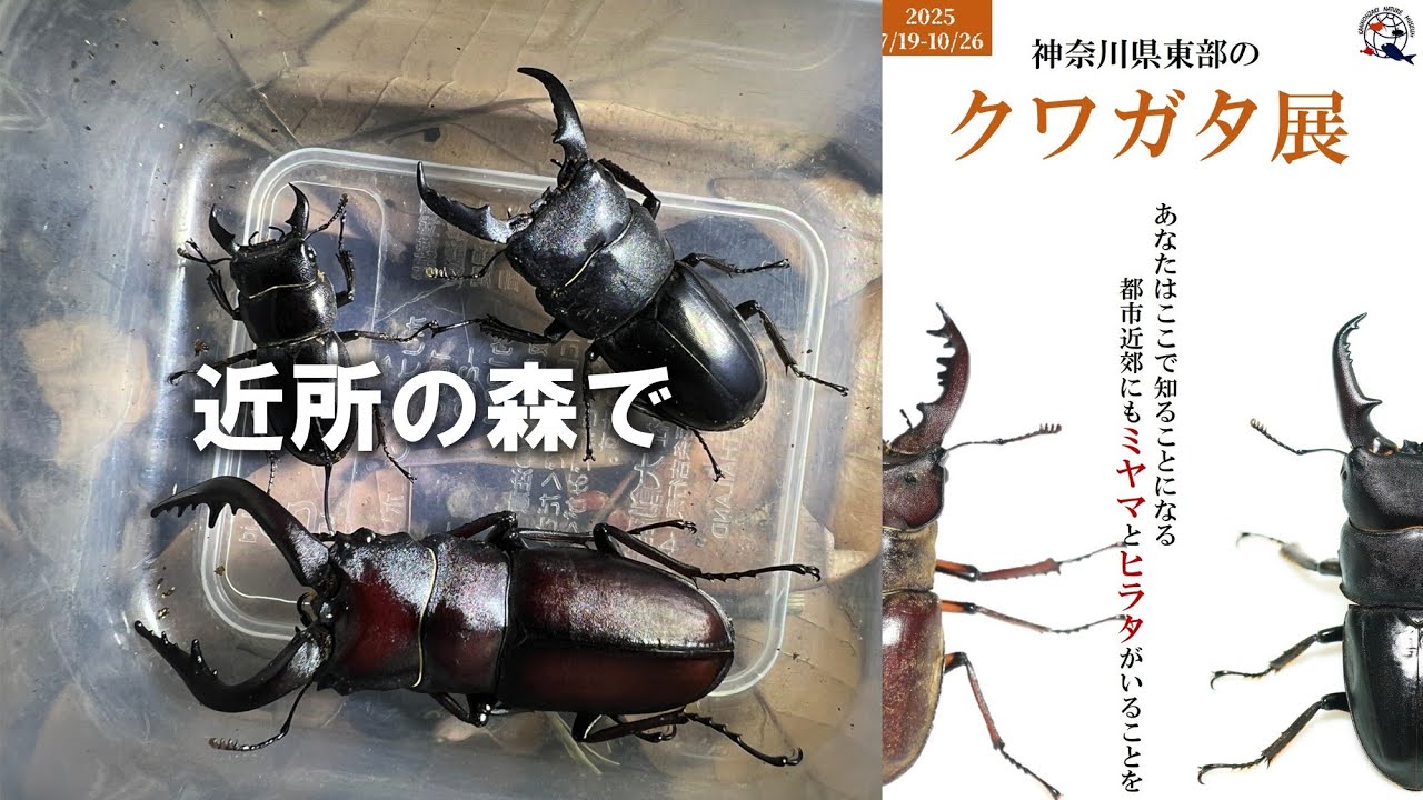 【BURGA】カスタマイズOK☆Runaway〇昆虫・虫〇機種多数 特別展示の準備でクワガタを採りに行ってきた - YouTube