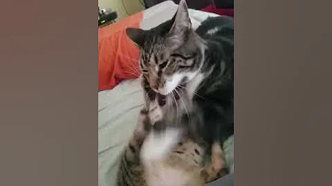 Video 2152141: cute manx cat, baby manx, cat cute baby pets, cat pets cute love