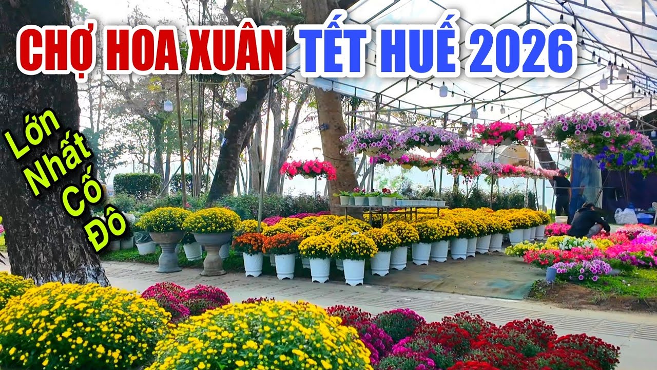 CHỢ HOA XUÂN LỚN NHẤT XỨ HUẾ TẾT BÍNH NGỌ 2026 - SẴN SÀNG TỎA SẮC THƠM HƯƠNG TRƯỚC KINH THÀNH