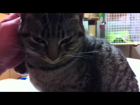 2012年☆初オシキャット