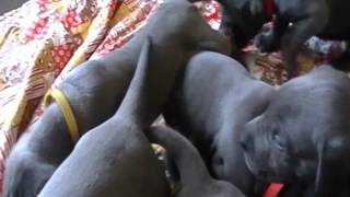 Blue Great Dane Puppies for sale