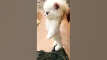 Thumbnail of PASRAH BANGET MEENG 😂😂 #shorts #kucing