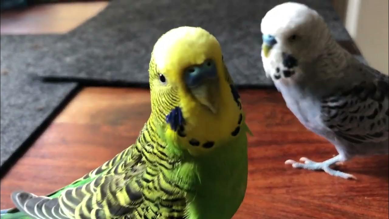 🦜Two crazy parakeets!🦜 YouTube
