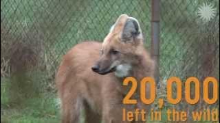 SI-Q What animal looks like a fox, smells like a skunk and is called a wolf?