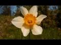Mozart - Sinfonia n.39 K 543 - Allegretto (Flowers)