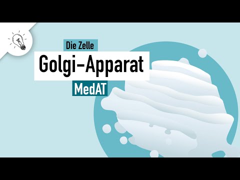 Golgi-Apparat | Aufbau & Funktion | MedAT | Biologie