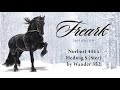 Freark, Purebred Friesian Stallion by Norbert 444