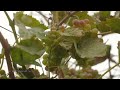 Mediterraneo  au montngro une tradition viticole ancestrale vectrice de dveloppement
