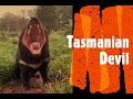 Tasmanian Devil!