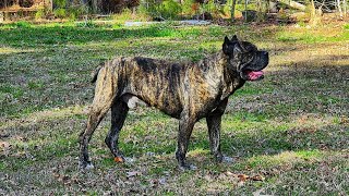 Alpha male Cane Corso plays with puppies