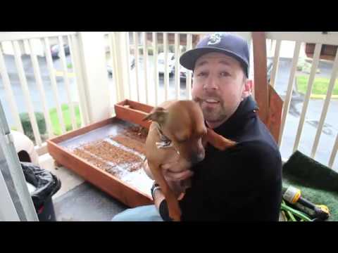 constructing-a-porch-potty-for-my-dog