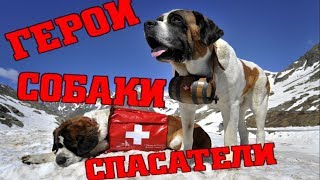 ТОП Собаки спасатели. Самые смелые собаки. Собака герой 2017 ТОП Собаки спасатели. Самые смелые собаки. Собака герой 2017