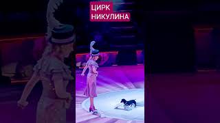 Дрессированные таксы,дрессировка  собак,Фокусник,цирк, фокус, жонгле́р, ловкостьь