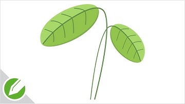 Plant Leaf Drawing with CorelDraw | Flat Vector Style | Drawing | CorelDraw Tutorial