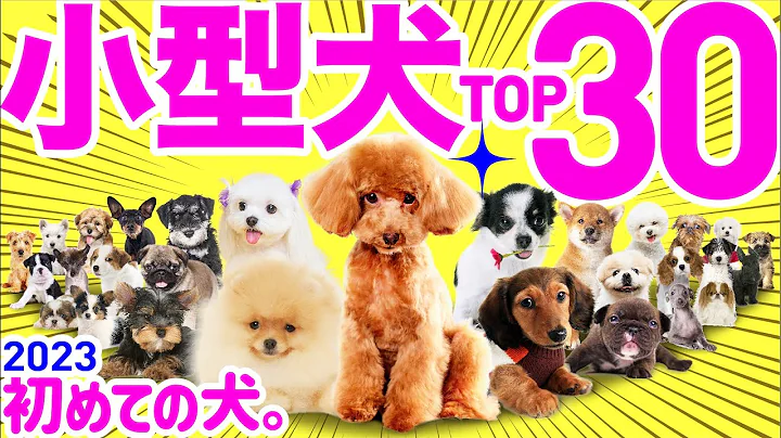 【English subtitles】30 Most Popular Small Dog Breeds in Japan in 2023 - DayDayNews