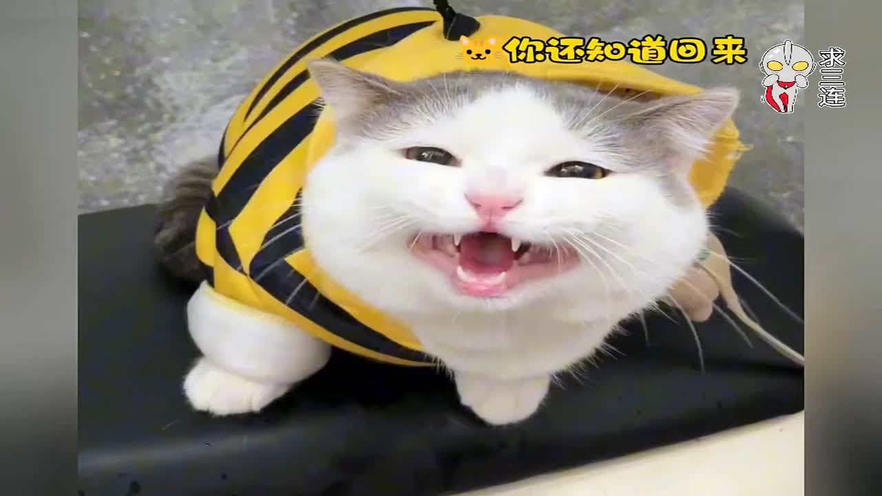 萌猫 maxresdefault.jpg