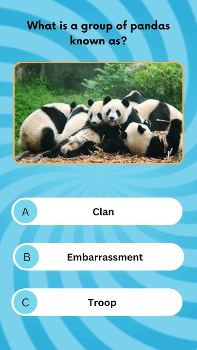 🐼 What Is a Group of Pandas Called? 🤔 Take a Wild Guess! 🌿 - YouTube